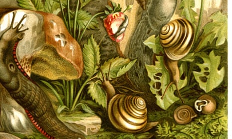 A snail: it can terrorise your garden for five years | Helen Sullivan ...