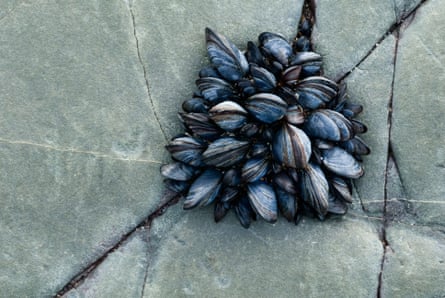 Mussel clinging to a rock
