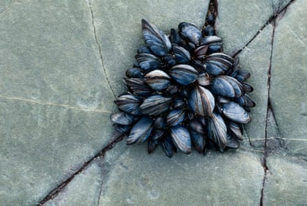 Mussels clinging to a rock