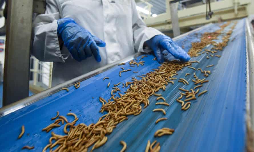 An employee checks worms before they are being turned into protein powder