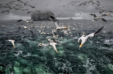 Gannets dive into dark green sea near Bass Rock, their seabird colony island