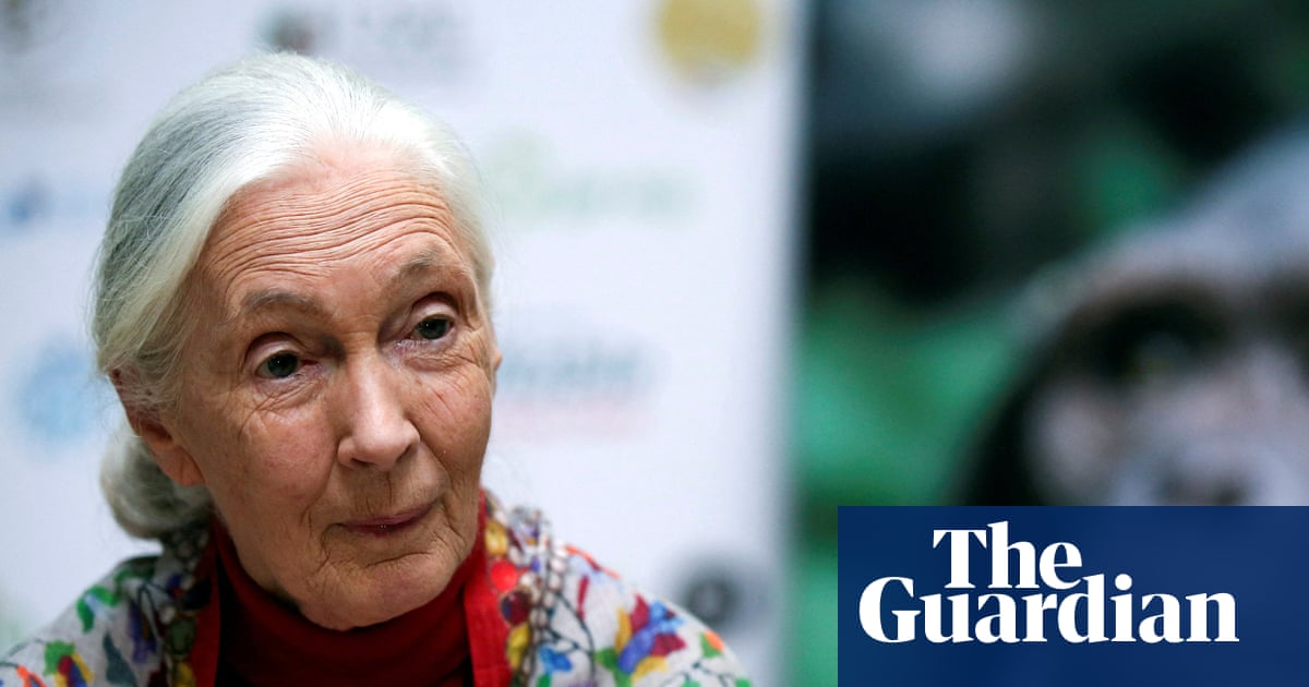 China remembers ‘guiding light’ Jane Goodall’s wildlife conservation work