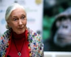La Cina Onora la Memoria di Jane Goodall, Pioniera della Conservazione della Fauna Selvatica