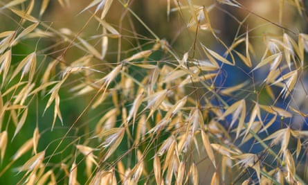 Stipa gigantea.