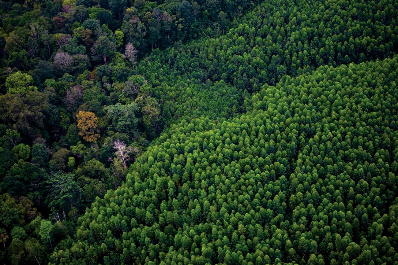 A eucalyptus pulpwood plantation next to natural forest to the east of Pekanbaru, Sumatra.