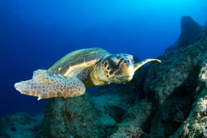 Uma caretta caretta capturada debaixo d'água no Canal Dalyan em Mugla, Turquia. O Canal Dalyan é um dos locais mais protegidos da Europa e destaca-se pelas suas belezas naturais e também pela produção de peixe e caranguejo