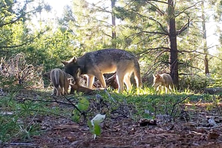 An adult wolf and three pups in Lassen county in northern California.