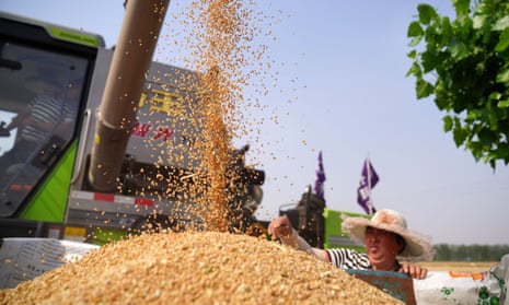 A farmer harvests wheat in Hebei province, China