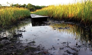 The non-native reed, “totora”, which some people say is being planted in the Pacaya Samiria National Reserve in Peru’s Amazon to conceal oil contamination.