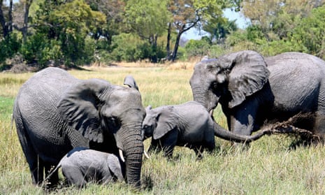 A group of elephants in the Kwedi area of the Okavango delta in Botswana.