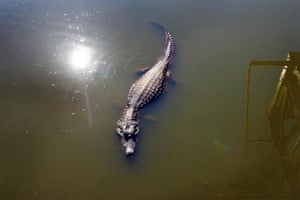 A yacare caiman swims in a lagoon.