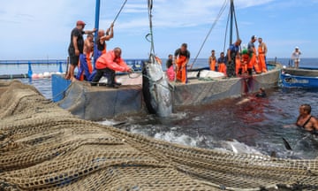 Tonnara fishers hook tuna