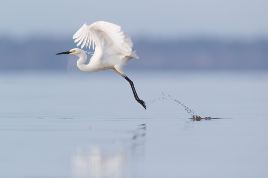 Water trails A little egret takes off gracefully, leaving a sparkle of water droplets in its wake. Photograph: Rebecca Harrison