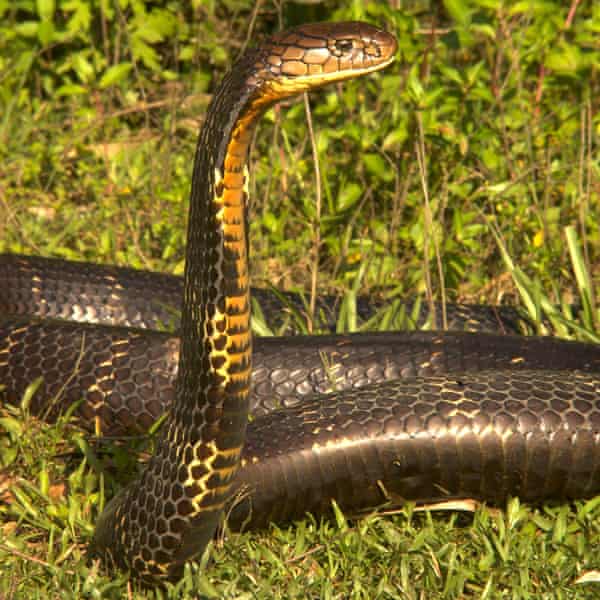 New species of cobra-like snake discovered – but it may already be extinct