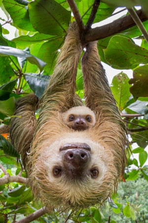 A mother and baby sloth look at the camera as the adult hangs upside down from a tree with the baby on her chest