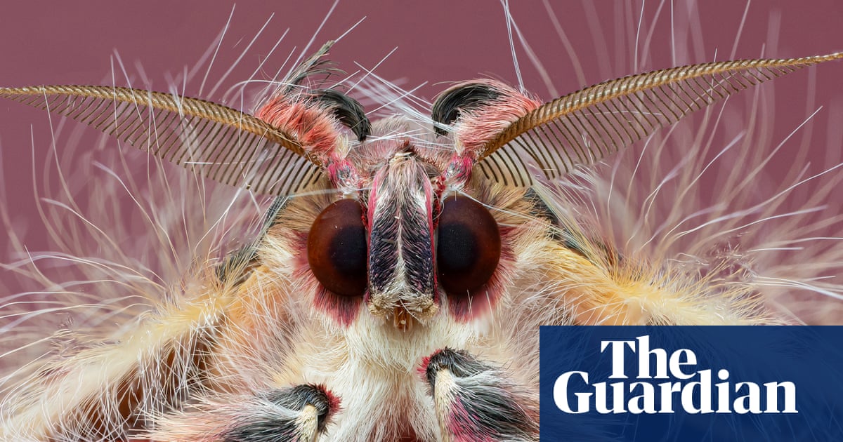 ‘Once I started zooming in, I never stopped’: the mesmerising art of macro photography