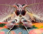 ‘Once I started zooming in, I never stopped’: the mesmerising art of macro photography