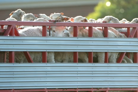 Sheep are seen while being transported to a live export ship in Fremantle Harbour