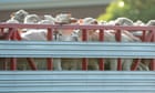 Parliamentary inquiry recommends passing laws to ban live sheep exports in Australia