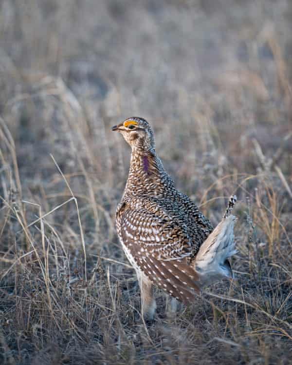The sharp-tailed grouse is native to the northern prairies of the US. The males engage in a spectacular mating dance.