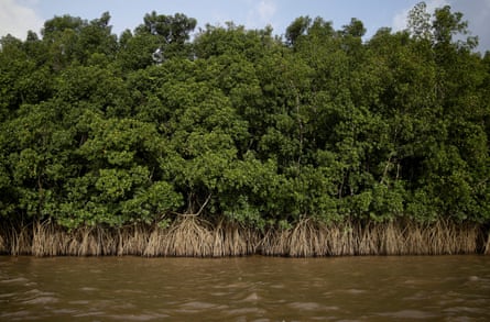 Mangroves grow on the banks of the Oiapoque river, Brazil.