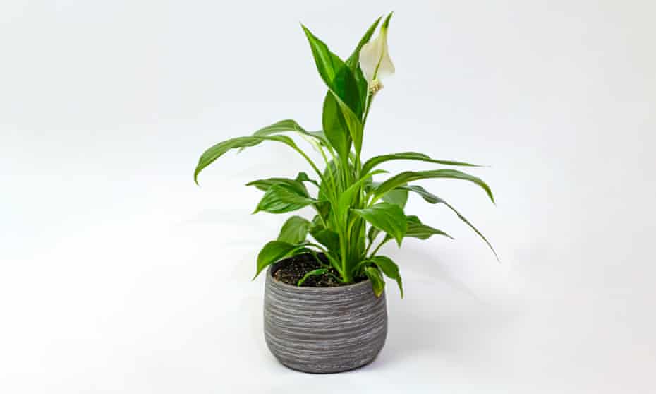 A peace lily in a pot