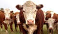 Hereford cattle<br>GettyImages-186501746
