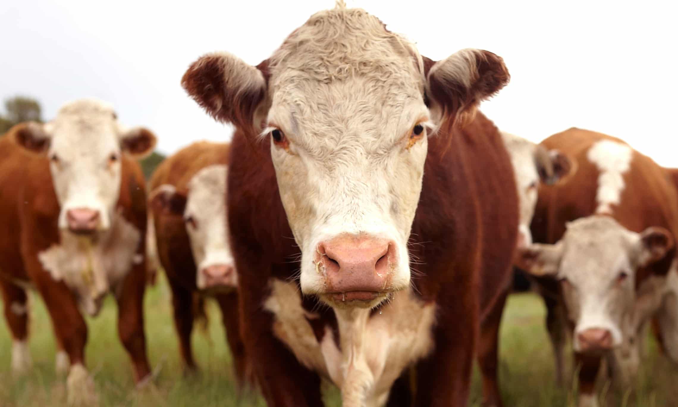 Lightnening stike kills rancher and 34 cattle