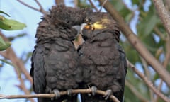 A supplied image obtained on Tuesday, January 14, 2020, shows two Glossy Black-Cockatoos. Conservations and scientists fear the impact of unprecedented bushfires on Australian plants and animals will be catastrophic. (AAP Image/Supplied by BirdLife Australia, Dean Ingwersen) NO ARCHIVING, EDITORIAL USE ONLY