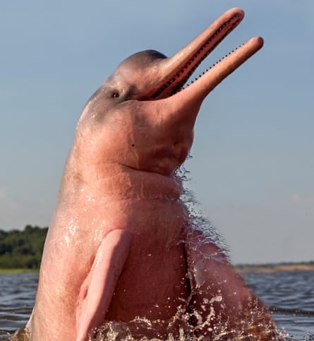 Amazon river dolphin on Rio Negro