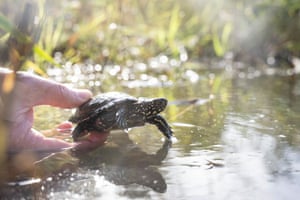 A member of France’s Mulhouse zoo releases a cistude turtle into a water pond near the Rhine River in Neuburg am Rhein, western Germany. European pond turtles raised in captivity discover the wild banks of the Rhine, where these endangered turtles are gradually being reintroduced