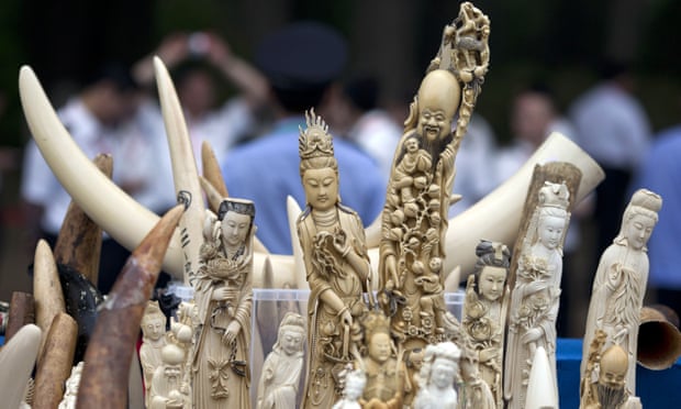 Smuggled ivory carvings. An environmental group says it has found loopholes that make Japan a weak link in efforts to curb a resurgence in the illicit trade in ivory.
