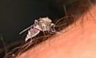 Outbreak of Oropouche virus in Brazil should be a 'wake-up call', say experts