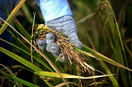 A farmer holds rice seeds and stalks.