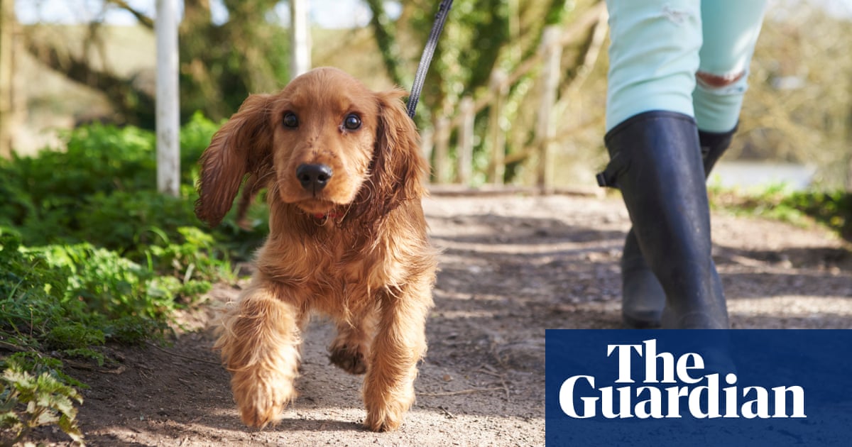 More dog owners thinking about giving up pet, charity says