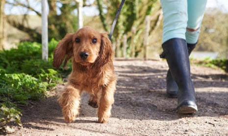 Cocker spaniel puppy on walk with owner