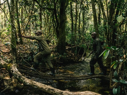 Two rangers walk along a branch to cross a river in a wooded area