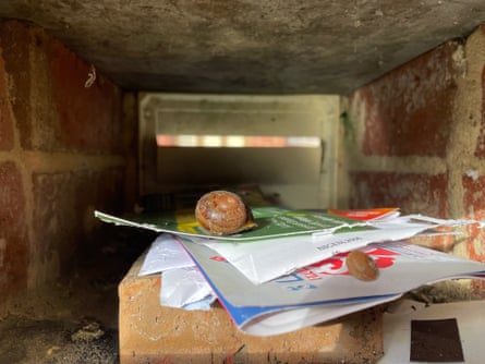 Two snails crawl over envelopes inside a brick mailbox slot.