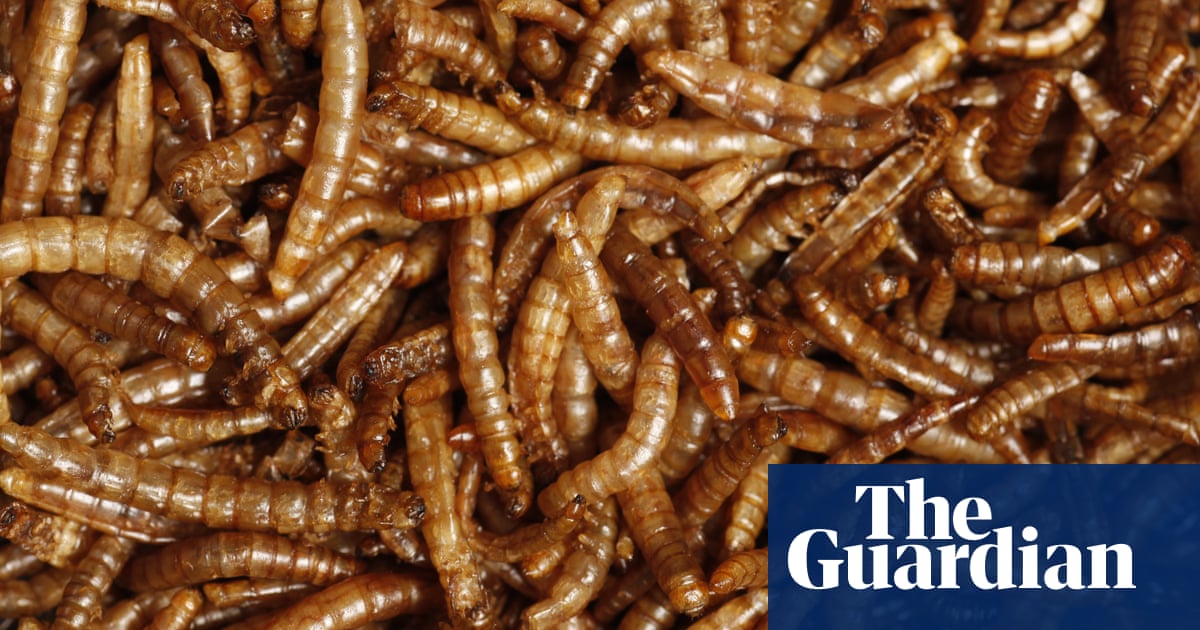 Yuck factor': eating insects rather than meat to help the planet is failing, study finds
