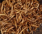 ‘Yuck factor’: eating insects rather than meat to help the planet is failing, study finds
