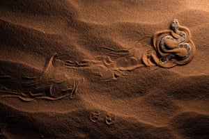 A snake digging itself in reddish sand to ambush its prey, next to tracks left by a dune gecko
