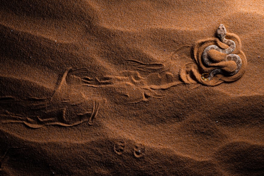 A snake digging itself in the sand to ambush its prey, next to tracks left by a dune gecko in the Negev desert in Israel