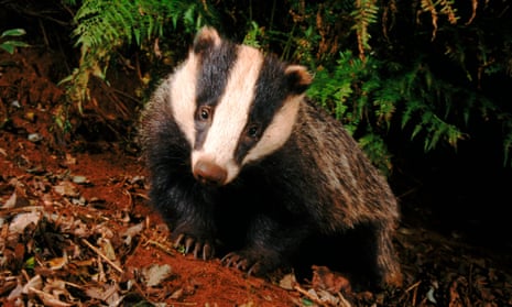 Natural England reports having 29 inquiries from farmers’ groups wanting to kill badgers locally.