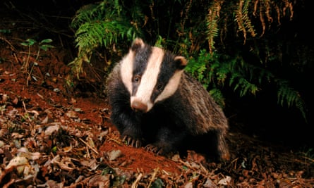 People persecuting badgers have been brought to the attention of the RSPCA.