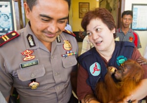 The orangutan was discovered by an undercover investigation team on the 12th June, and four days later, was successfully confiscated by a team involving staff from the Sumatran Orangutan Conservation Program, Local Police and Government Authorities. According to Dr Ian Singelton of SOCP the Tripa peat forest is home to the highest population density of Orangutan found anywhere on earth, but predicted to be locally extinct by the end of 2012 if current levels of forest clearing and conversion to plan oil plantation is not stopped immediately.H