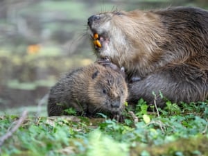 A female beaver sit next to her kit
