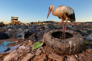 Image by Jasper Doest @jasperdoest. White stork waiting for ‘fresh’ food that will be arriving shortly after sunrise at this landfill in Portugal. White storks traditionally make an epic annual migration from Europe to west Africa, flying thousands of kilometres to find seasonal food. But the prospect of an easy meal much closer to home is starting to replace the long-distance pilgrimage. Vast landfills in southern Europe and north Africa are too tempting to pass up.