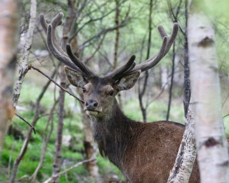 Deer shooting to be facilitated in England to protect woodlands
