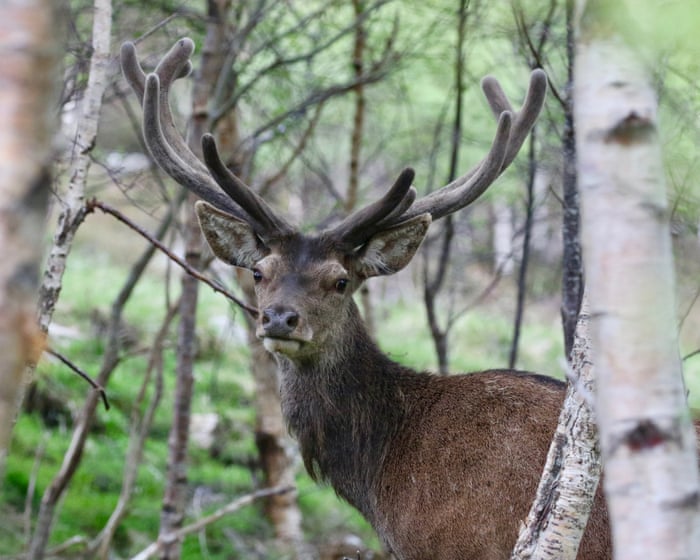 Deer shooting to be facilitated in England to protect woodlands