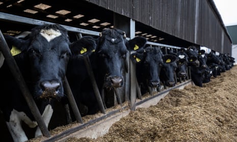A dairy herd of Friesian cows in Ashford, Kent
